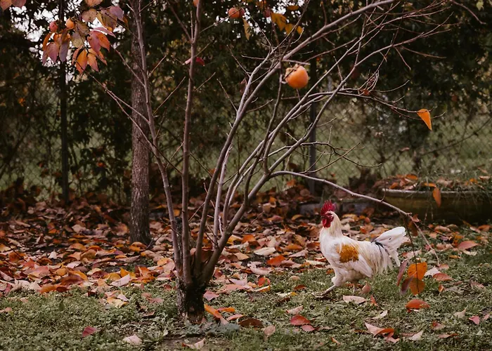 Bed & Breakfast Acetaia Malagoli Daniele Castelfranco Emilia